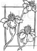 Marigold Flower - Blume Marigold